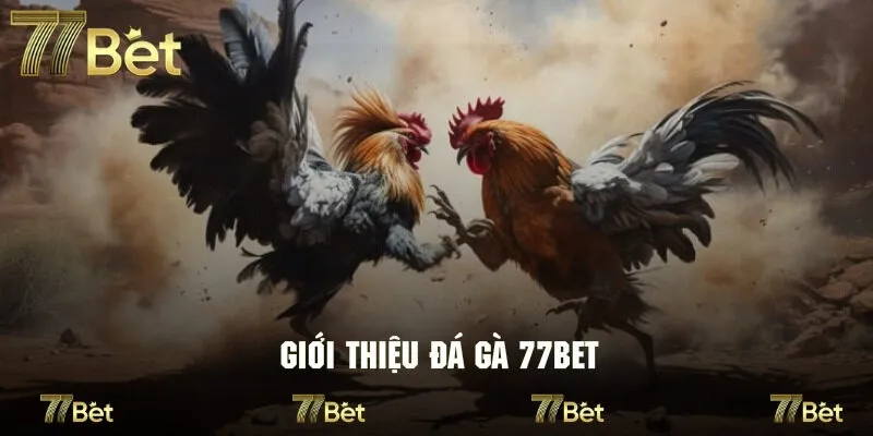 Khám phá hình thức giải trí đá gà 77bet tuyệt đỉnh