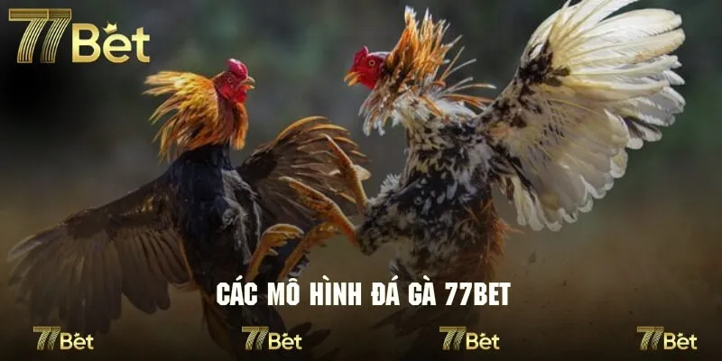 Một số loại hình giải trí đá gà tại nhà cái 77bet