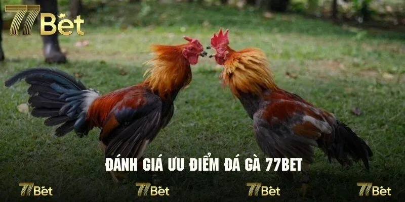 Đánh giá ưu điểm tạo nên vị thế của sảnh đá gà 77bet